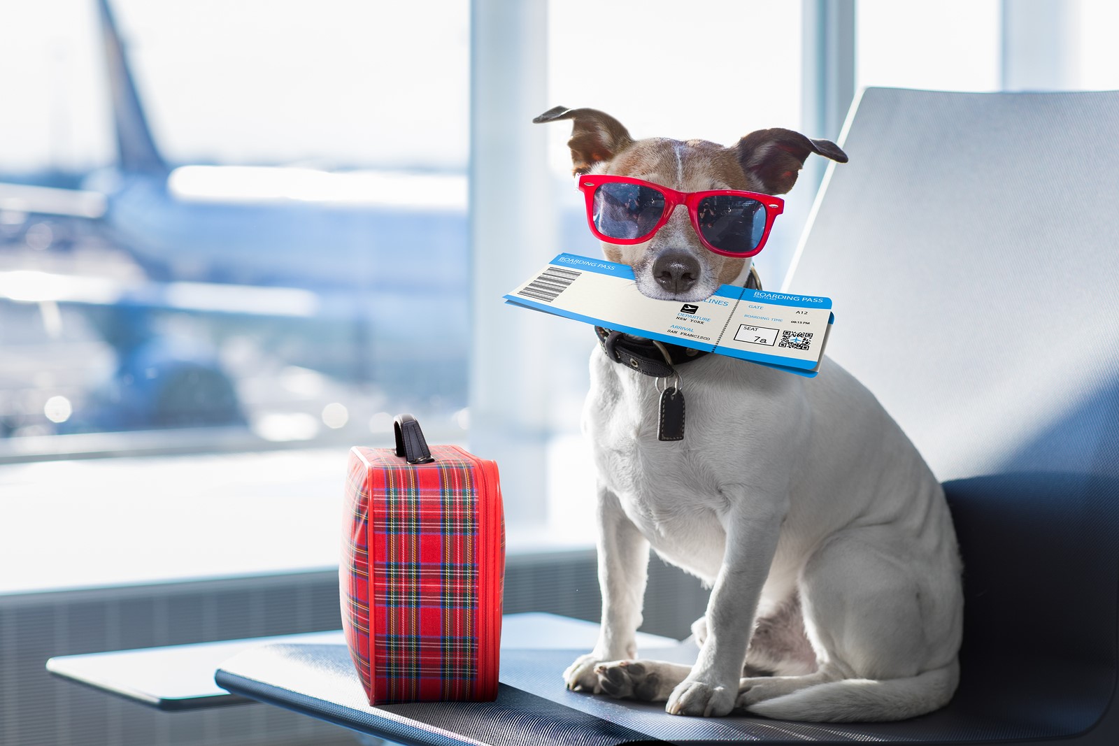 Flying With Pets: What To Know Before You Take Off