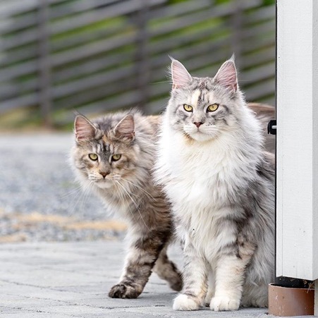 Friendly Felines: 5 Affectionate Cat Breeds 