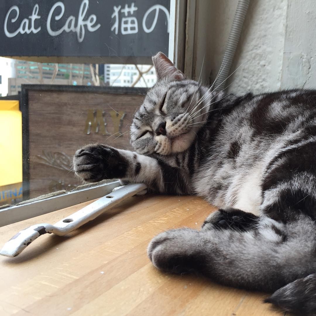 Furry Fun: 9 Cat, Dog and Pet-Friendly Cafes In Singapore