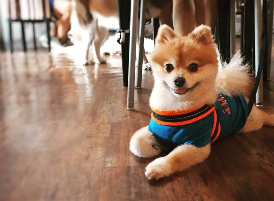 Furry Fun: 9 Cat, Dog and Pet-Friendly Cafes In Singapore