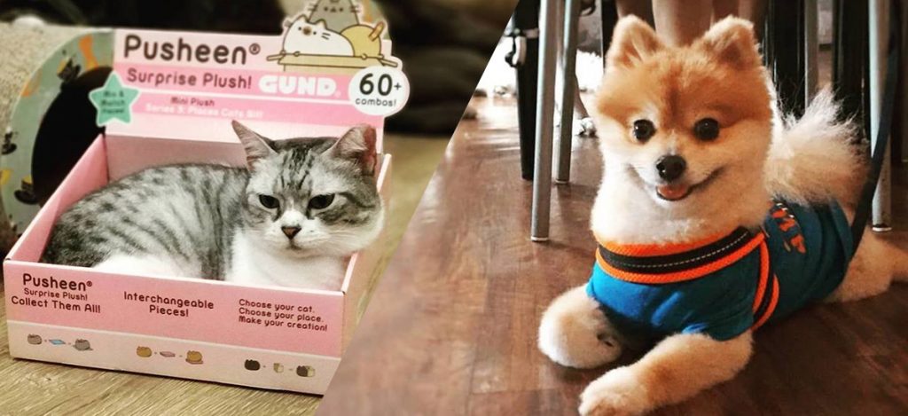 Furry Fun: 9 Cat, Dog and Pet-Friendly Cafes In Singapore
