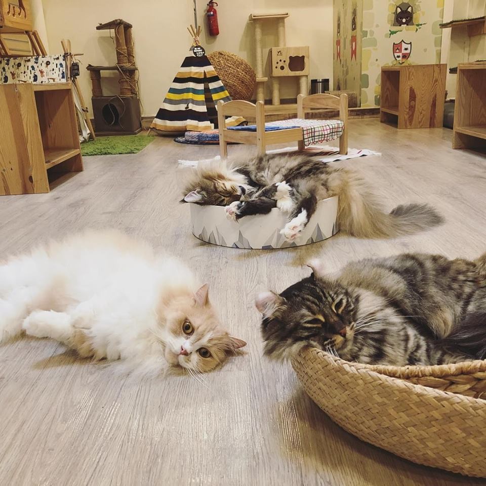 Furry Fun: 9 Cat, Dog and Pet-Friendly Cafes In Singapore