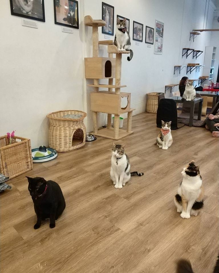 Furry Fun: 9 Cat, Dog and Pet-Friendly Cafes In Singapore