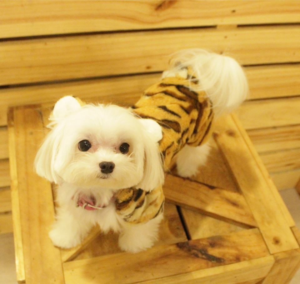 Furry Fun: 9 Cat, Dog and Pet-Friendly Cafes In Singapore