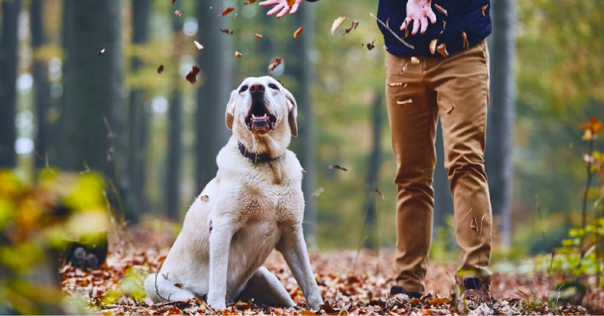 Going Green: 5 Ways to Becoming An Eco-Friendly Pet Owner