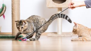 Going Green: 5 Ways to Becoming An Eco-Friendly Pet Owner