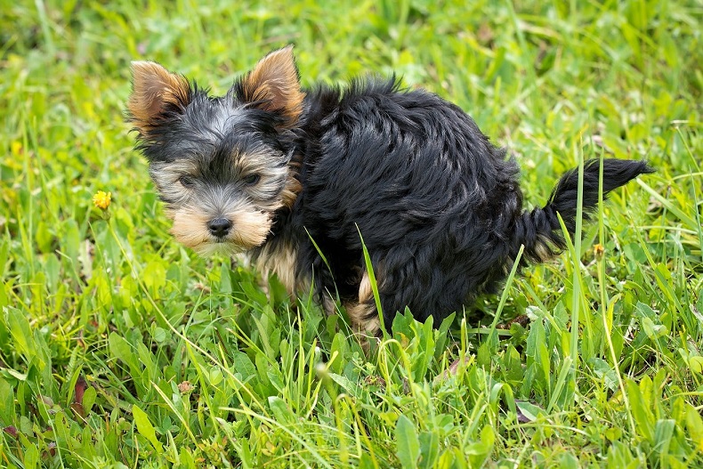 Going Green: 5 Ways to Becoming An Eco-Friendly Pet Owner