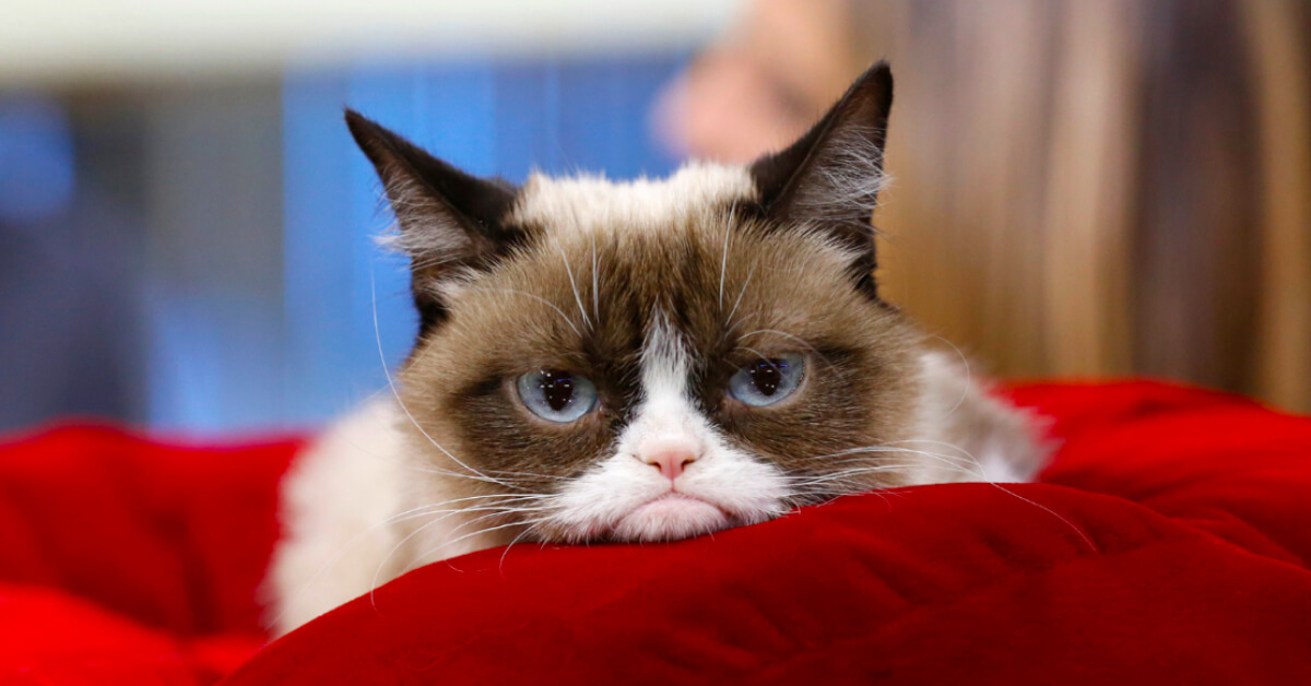 Goodbye Grumpy Cat: The Internet’s Most Beloved Feline Has Passed On