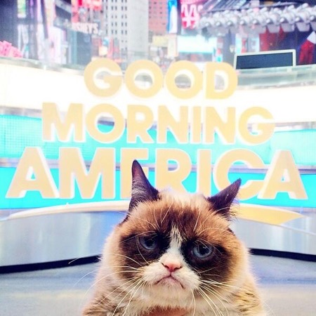 Goodbye Grumpy Cat: The Internet’s Most Beloved Feline Has Passed On