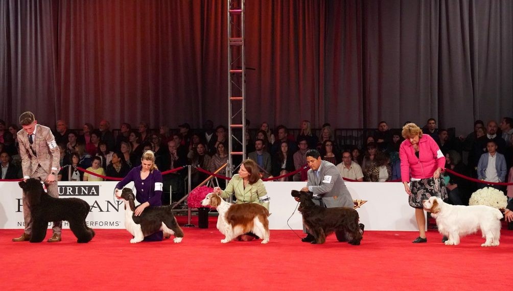 Haute Hounds: The Top Dog(s) of Beverly Hills 2019