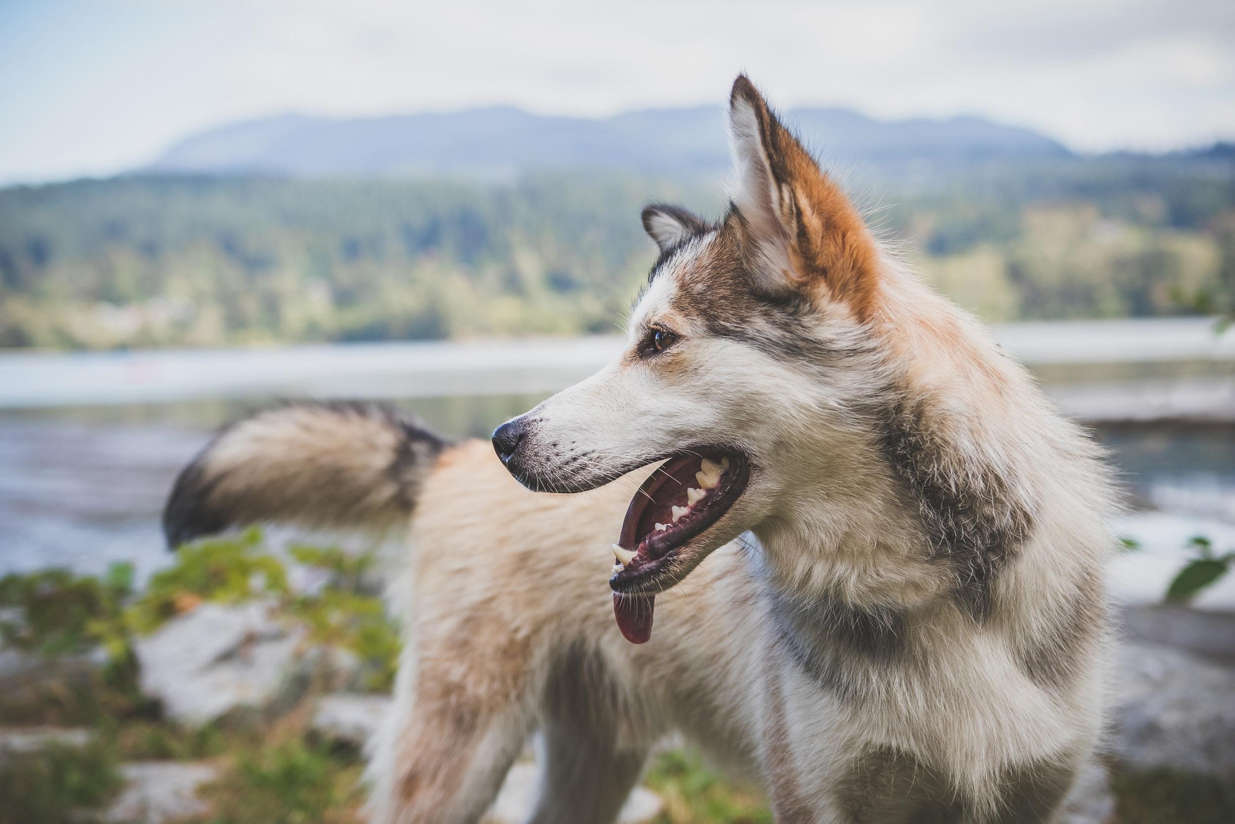 Heart Murmurs: What Is It & Why Does My Pet Have It?