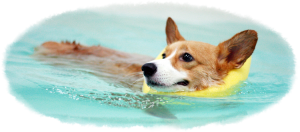 Hydrotheraphy For Dogs Singapore