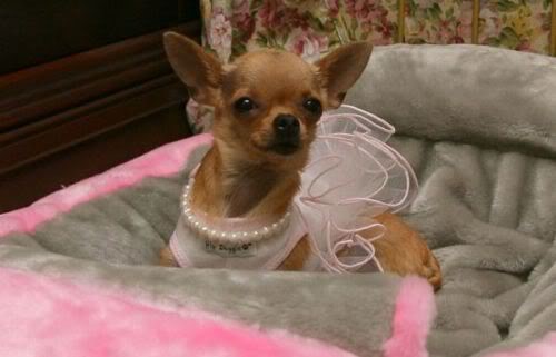  Pampered Paws: 5 of the World's Richest Pets Pampered Paws: 5 of the World's Richest Pets 