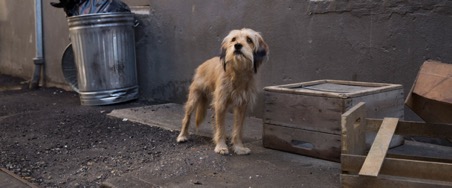 Pawllywood Stars: 7 Animal Actors We Love