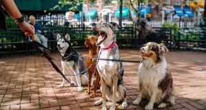 Choose Your Ideal Pet Boarding For Your Pets In Singapore