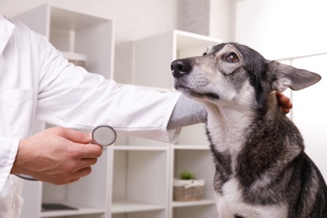  Pet Stroke Symptoms: Everything a Pet Owner Needs to Know Pet Stroke Symptoms: Everything a Pet Owner Needs to Know