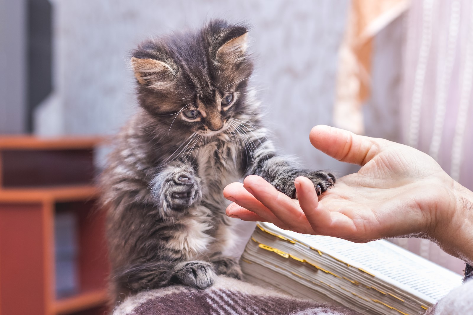 Pre-Pawrenting Guide: What to Consider Before Welcoming a Pet Into the Family 
