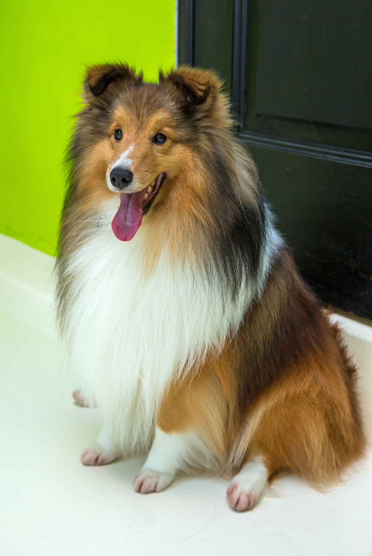 All About Shelties