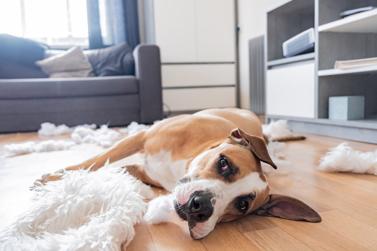 Signs that Your Pet is Lonely and How to Help