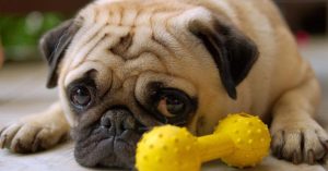 Signs that Your Pet is Lonely and How to Help