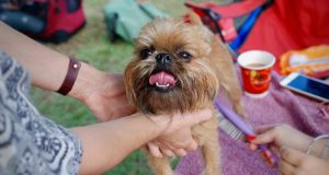 Guide To The Best Pet Grooming Services In Singapore