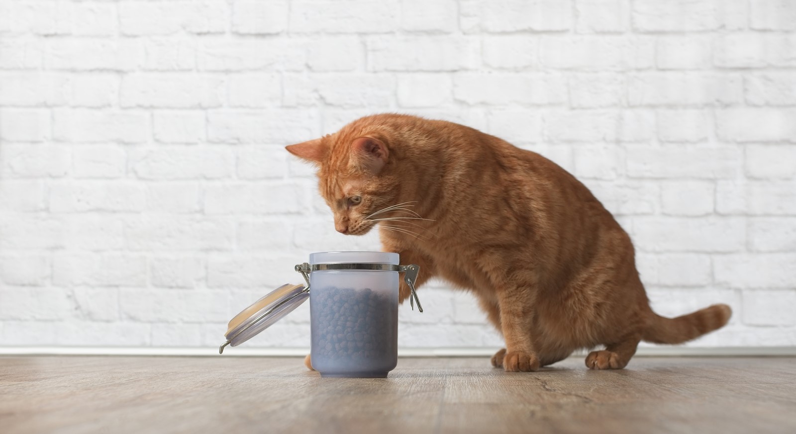 Storage Tips: A Guide to Increasing the Shelf-Life of Pet Food