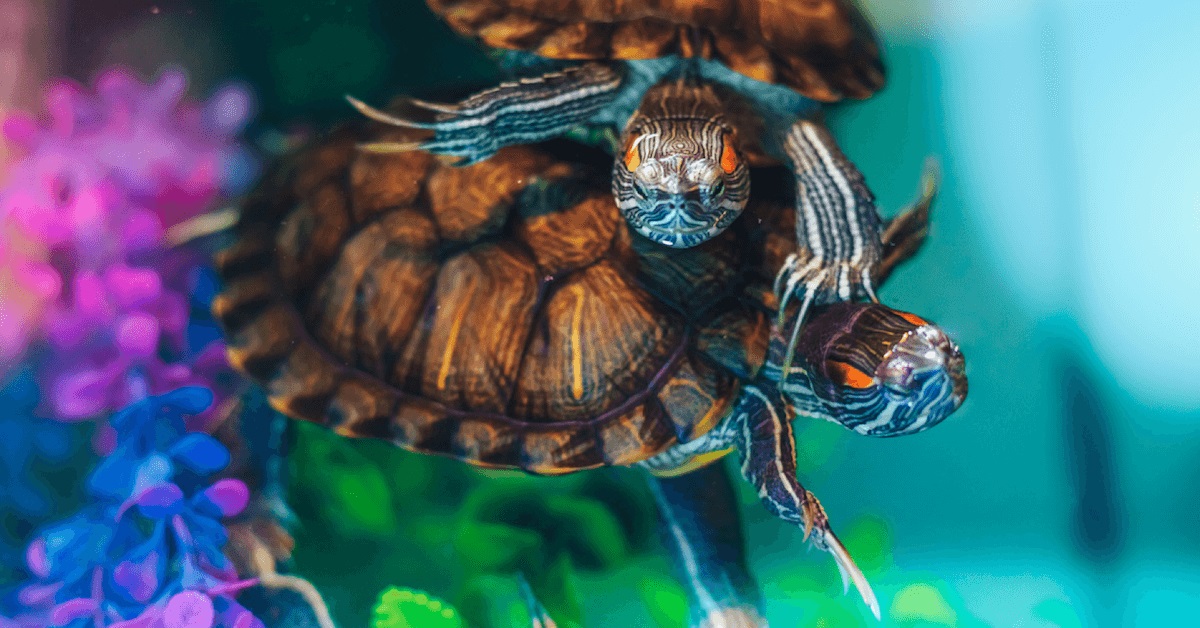 Terrapin Things: A Guide to Terrapin Care