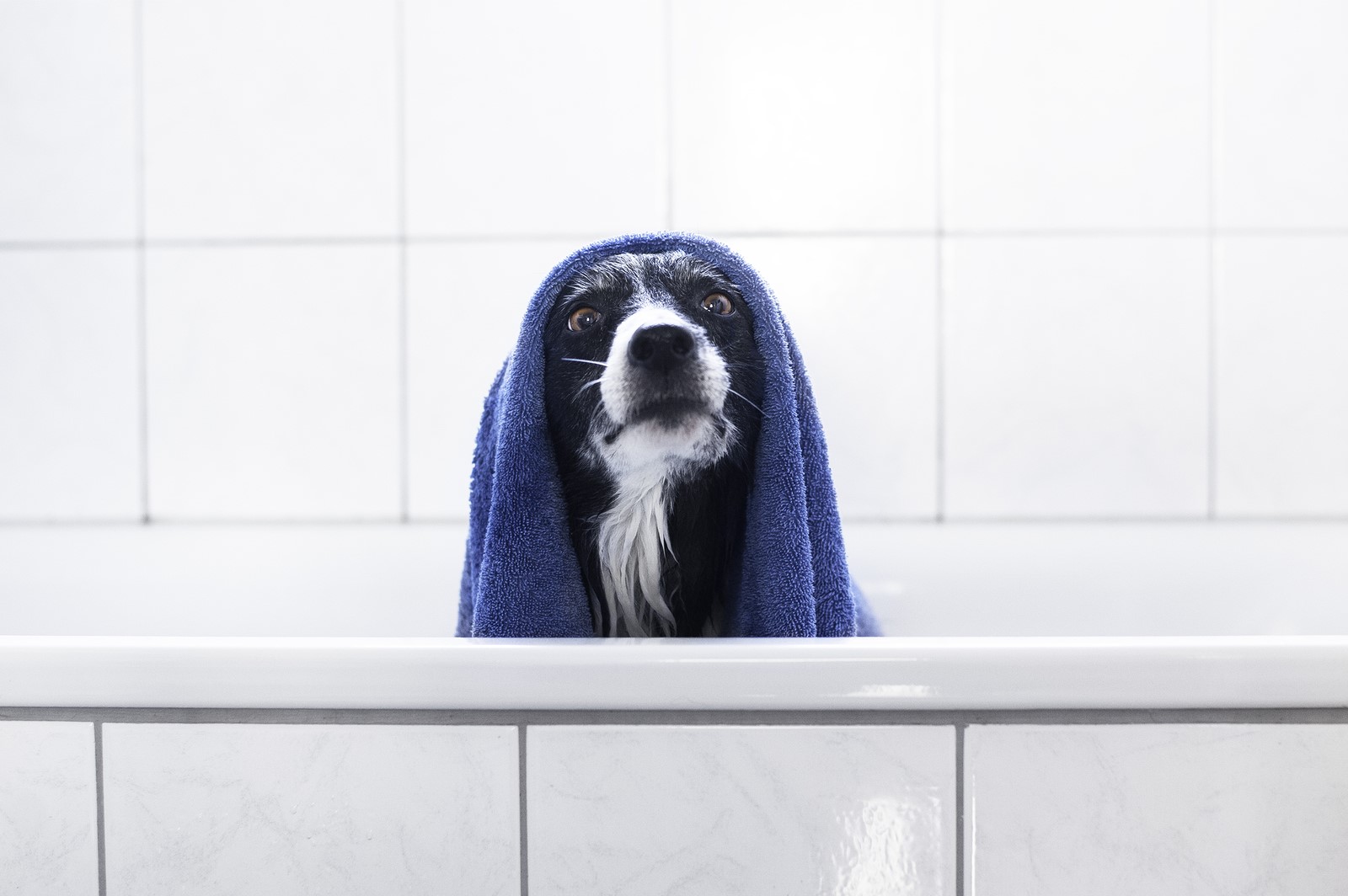  The Perks of Professional Pet-Grooming