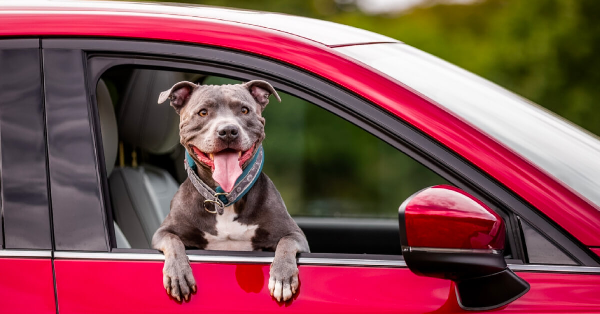Up for a Road Trip with Your Furkid? Here Are 5 Tips for a Safe Ride