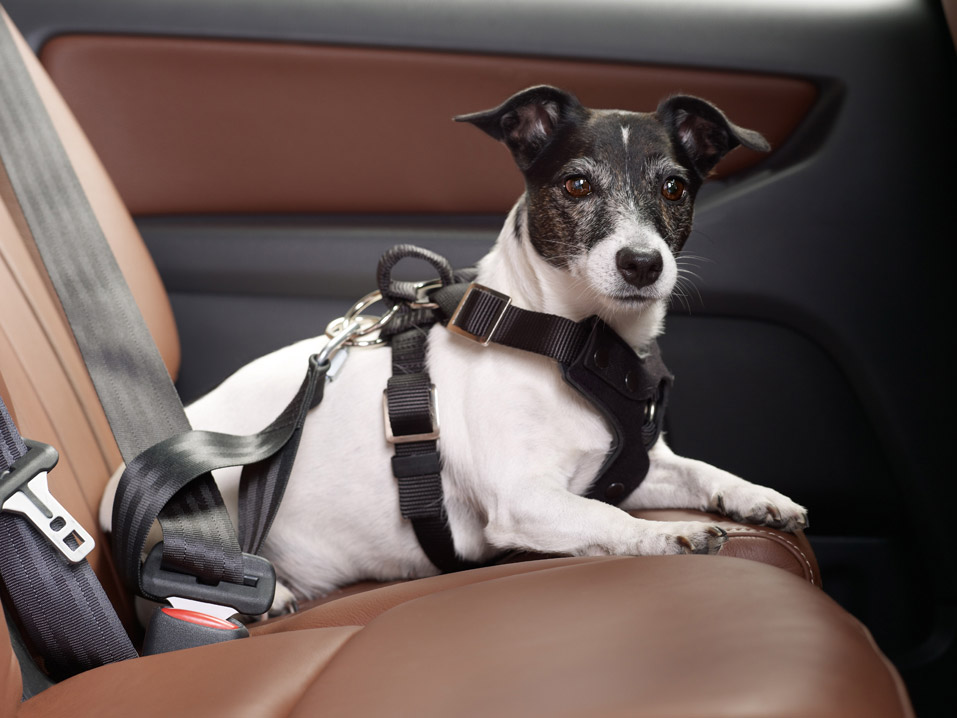 Up for a Road Trip with Your Furkid? Here Are 5 Tips for a Safe Ride
