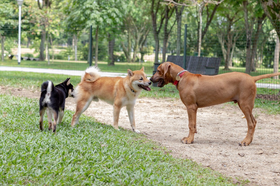  Who Let the Dogs Out? 5 Canine Runs to Explore With Your Pup