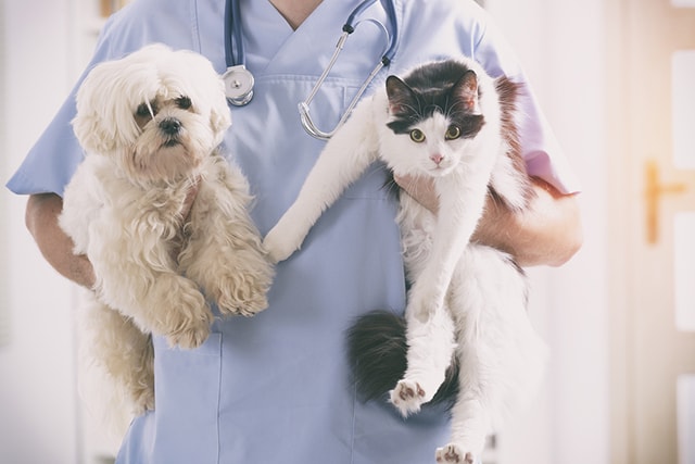3 Tips for a Fuss-Free Visit to the Vet
