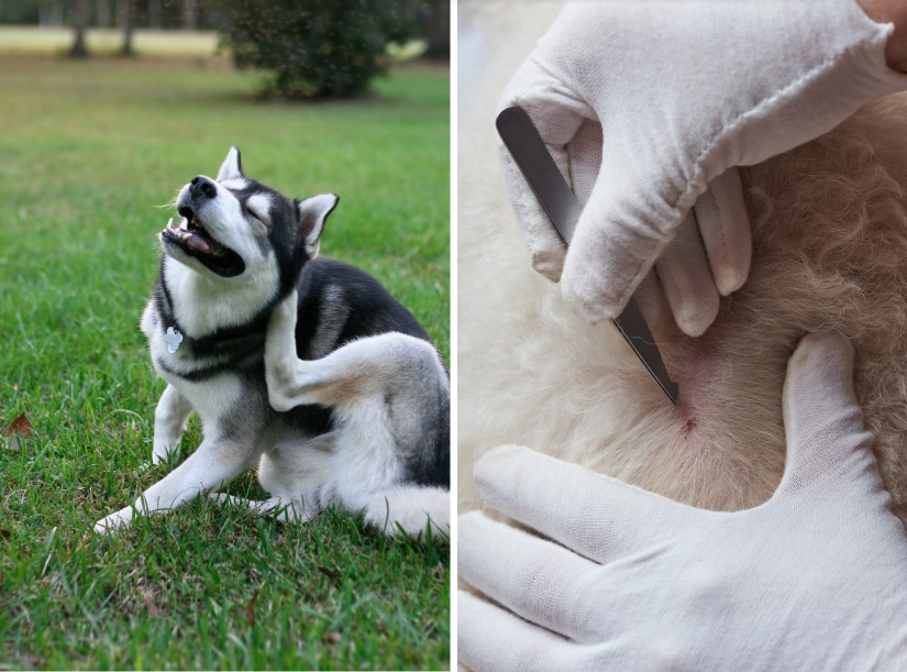 3 Ways To Prevent Flea Infestations At Home