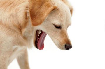4 Common Signs of Illness in Dogs