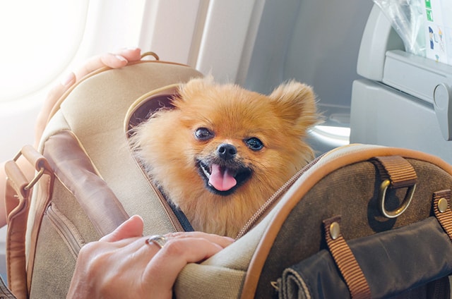  4 Essential Pet Boarding Tips for Dog Owners