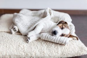 4 Essential Pet Boarding Tips for Dog Owners