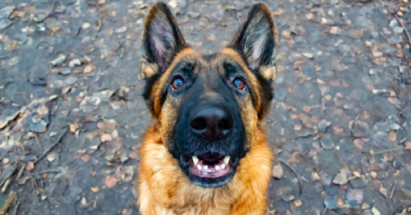 4 Fuss-Free Ways to Raising a Happy Pup