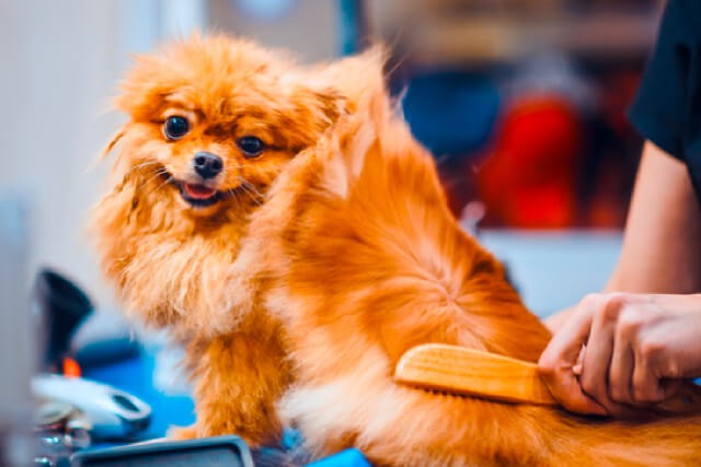 4 Fuss-Free Ways to Raising a Happy Pup
