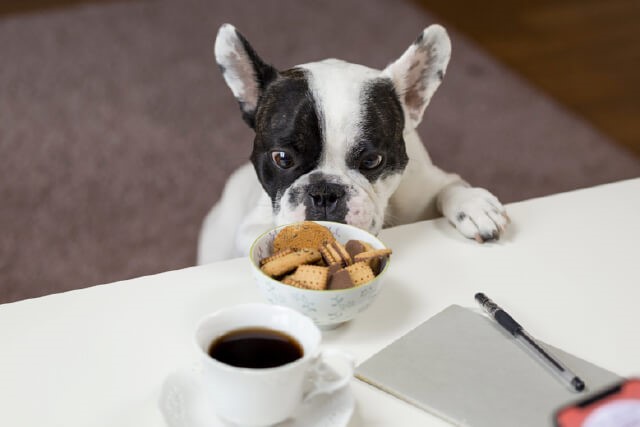4 New Year Resolutions for Pet Owners