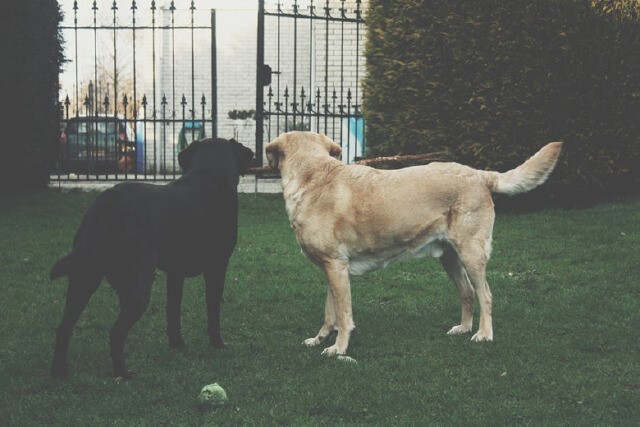 4 Tips to Make Your Pet’s Boarding Experience an Enjoyable One