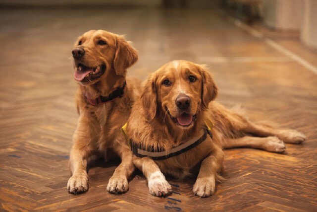 4 Tips to Make Your Pet’s Boarding Experience an Enjoyable One
