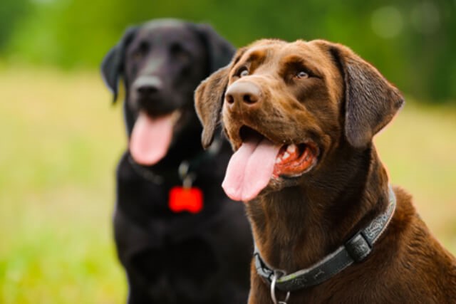 5 Dog Breeds That Are Perfect For Families