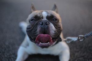 5 Dog Stereotypes Debunked