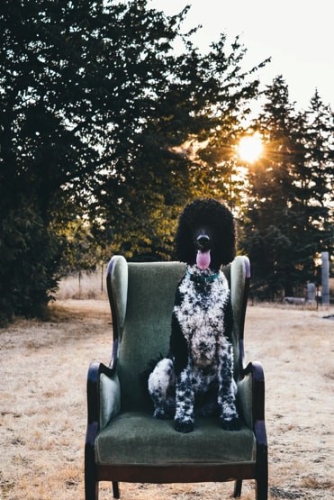 5 Dog Stereotypes Debunked