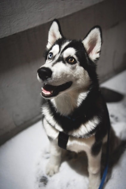 5 Dog Stereotypes Debunked