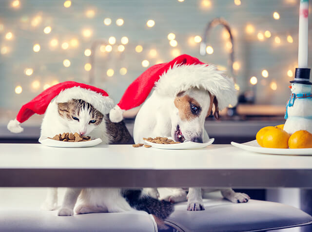 5 Festive Foods All Pets Should Avoid