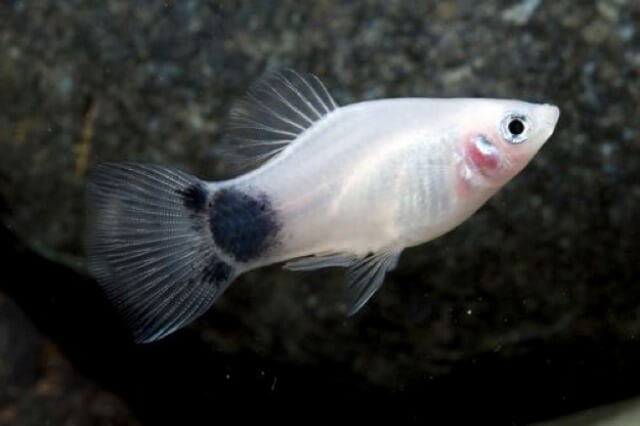 5 Fish Breeds for First-Time Fish Keepers