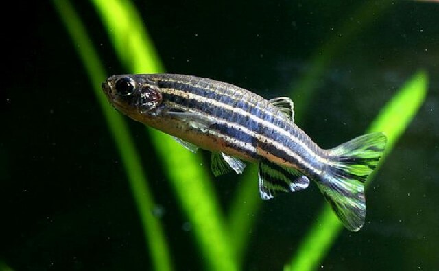 5 Fish Breeds for First-Time Fish Keepers