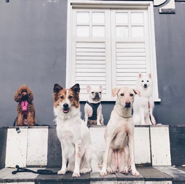 5 Fun Ways to Celebrate Valentine’s Day with Your Pet