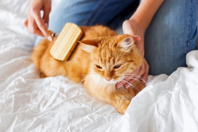 5 Fun Ways to Celebrate Valentine’s Day with Your Pet